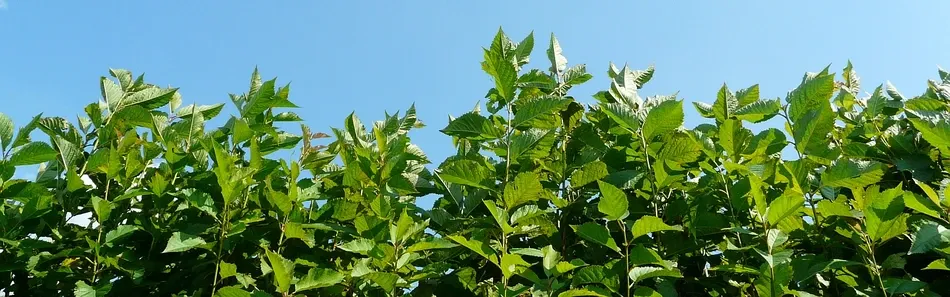 Školka ovocných stromů, Jabloně, Hrušky, Švestky, Polsko - snímek 2