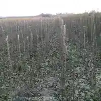 Školka: stromy, ovocné keře, jabloně, hrušky, švestky, třešně, Polsko- galerie 18