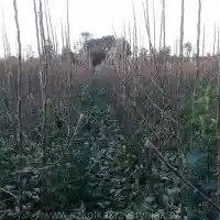 Školka: stromy, ovocné keře, jabloně, hrušky, švestky, třešně, Polsko - galerie 17