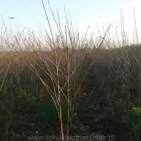 Školka: stromy, ovocné keře, jabloně, hrušky, švestky, třešně, Polsko