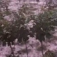 Školka: stromy, ovocné keře, jabloně, hrušky, švestky, třešně, Polsko- galerie 18