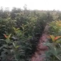 Školka: stromy, ovocné keře, jabloně, hrušky, švestky, třešně, Polsko - galerie 03