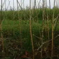 Školka: stromy, ovocné keře, jabloně, hrušky, švestky, třešně, Polsko - galerie 04