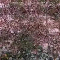 Školka: stromy, ovocné keře, jabloně, hrušky, švestky, třešně, Polsko - galerie - 04