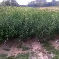 Školka, stromy, ovocné keře, jabloně, hrušky, švestky, třešně, Polsko - galerie 0