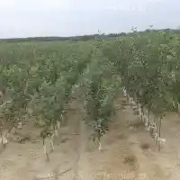 Školka, stromy, ovocné keře, jabloně, hrušky, švestky, třešně, Polsko - galerie -05