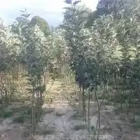 Školka: stromy, ovocné keře, jabloně, hrušky, švestky, třešně, Polsko - galerie 05