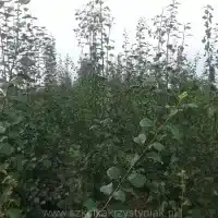 Školka: stromy, ovocné keře, jabloně, hrušky, švestky, třešně, Polsko - galerie 00