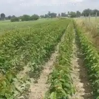 Školka: stromy, ovocné keře, jabloně, hrušky, švestky, třešně, Polsko - galerie 19