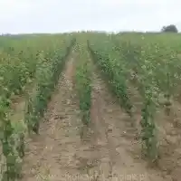 Školka: stromy, ovocné keře, jabloně, hrušky, švestky, třešně, Polsko