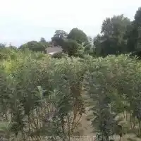 Školka: stromy, ovocné keře, jabloně, hrušky, švestky, třešně, Polsko - galerie 06