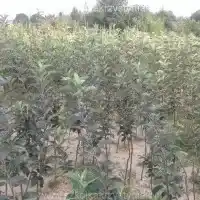 Školka: stromy, ovocné keře, jabloně, hrušky, švestky, třešně, Polsko- galerie 20