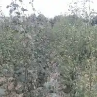 Školka: stromy, ovocné keře, jabloně, hrušky, švestky, třešně, Polsko