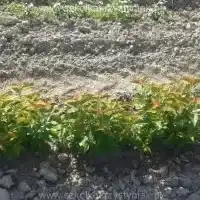 Školka: stromy, ovocné keře, jabloně, hrušky, švestky, třešně, Polsko - galerie 07