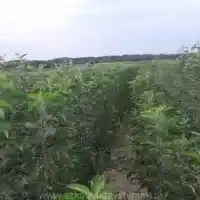 Školka: stromy, ovocné keře, jabloně, hrušky, švestky, třešně, Polsko - galerie 22