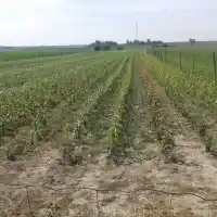 Školka: stromy, ovocné keře, jabloně, hrušky, švestky, třešně, Polsko - galerie 23