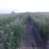 Školka: stromy, ovocné keře, jabloně, hrušky, švestky, třešně, Polsko - galerie 24