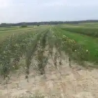 Školka: stromy, ovocné keře, jabloně, hrušky, švestky, třešně, Polsko - galerie 09