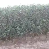 Školka: stromy, ovocné keře, jabloně, hrušky, švestky, třešně, Polsko - galerie 25