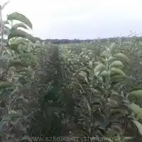 Školka: stromy, ovocné keře, jabloně, hrušky, švestky, třešně, Polsko- galerie 26