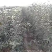 Školka: stromy, ovocné keře, jabloně, hrušky, švestky, třešně, Polsko- galerie 27