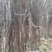 Školka: stromy, ovocné keře, jabloně, hrušky, švestky, třešně, Polsko - galerie 11