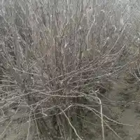 Školka: stromy, ovocné keře, jabloně, hrušky, švestky, třešně, Polsko