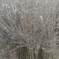 Školka: stromy, ovocné keře, jabloně, hrušky, švestky, třešně, Polsko - galerie 12