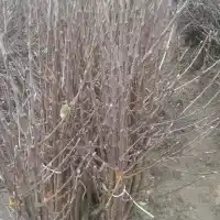 Školka: stromy, ovocné keře, jabloně, hrušky, švestky, třešně, Polsko- galerie 29