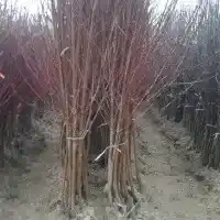 Školka: stromy, ovocné keře, jabloně, hrušky, švestky, třešně, Polsko - galerie 30