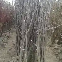 Školka: stromy, ovocné keře, jabloně, hrušky, švestky, třešně, Polsko - galerie 13