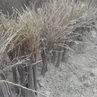 Školka: stromy, ovocné keře, jabloně, hrušky, švestky, třešně, Polsko- galerie 31