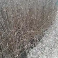 Školka: stromy, ovocné keře, jabloně, hrušky, švestky, třešně, Polsko- galerie 32