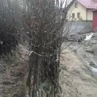 Školka: stromy, ovocné keře, jabloně, hrušky, švestky, třešně, Polsko - galerie 14