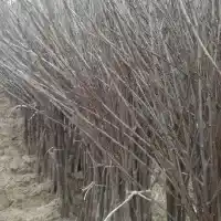 Školka: stromy, ovocné keře, jabloně, hrušky, švestky, třešně, Polsko- galerie 34