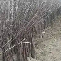 Školka: stromy, ovocné keře, jabloně, hrušky, švestky, třešně, Polsko - galerie 15