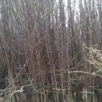 Školka: stromy, ovocné keře, jabloně, hrušky, švestky, třešně, Polsko- galerie 35