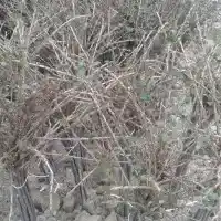 Školka: stromy, ovocné keře, jabloně, hrušky, švestky, třešně, Polsko - galerie 16